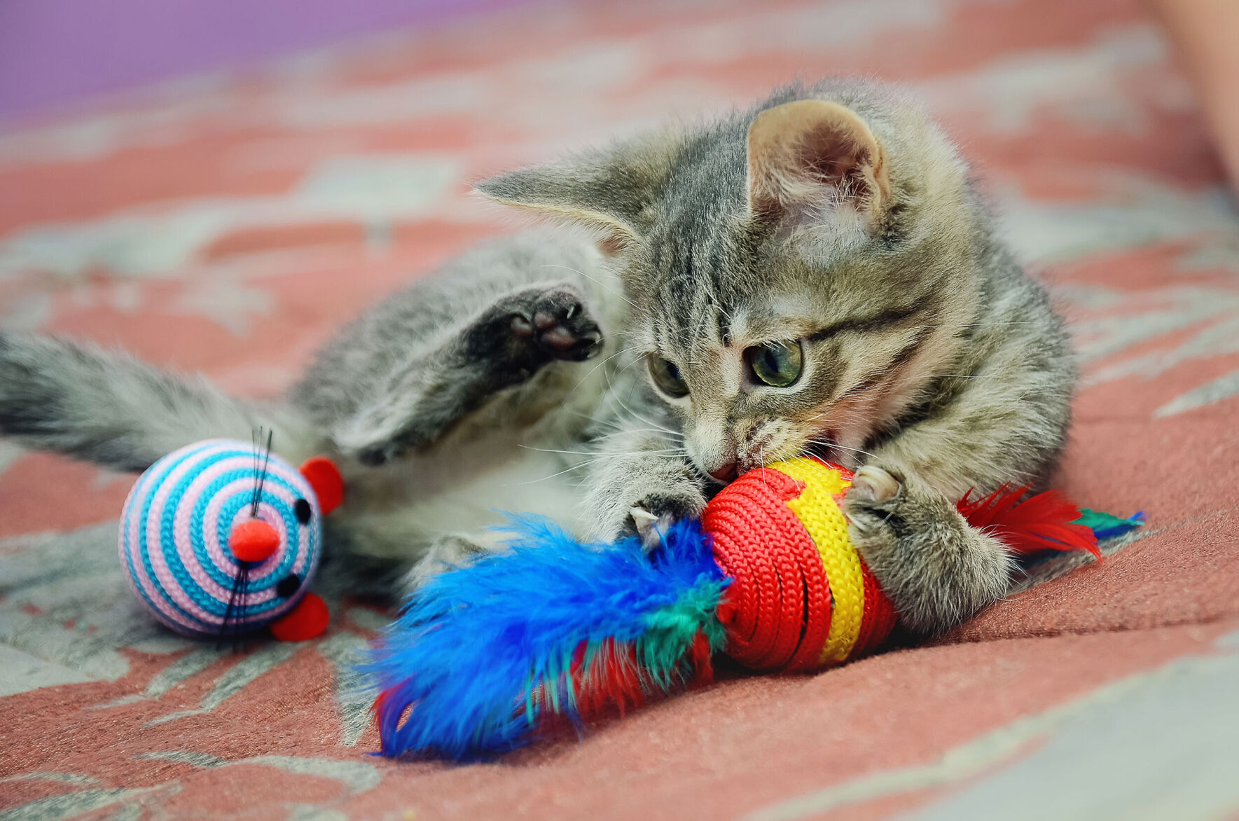 Our pets are part of the climate problem. These tips can help you minimize their carbon pawprints